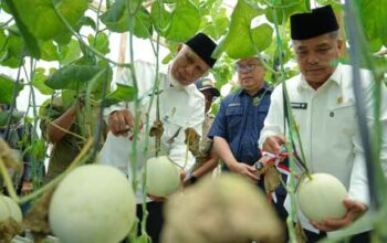 Gubernur Sumbar, Mahyeldi Ansharullah bersama Bupati Agam, Benny Warlis menghadiri panen melon sekaligus meninjau pembangunan dan meresmikan screenhouse cabai modern Kelompok Tani Karya Tani Muaro Batang Gadis, Jorong Surabayo, Nagari Lubuk Basung