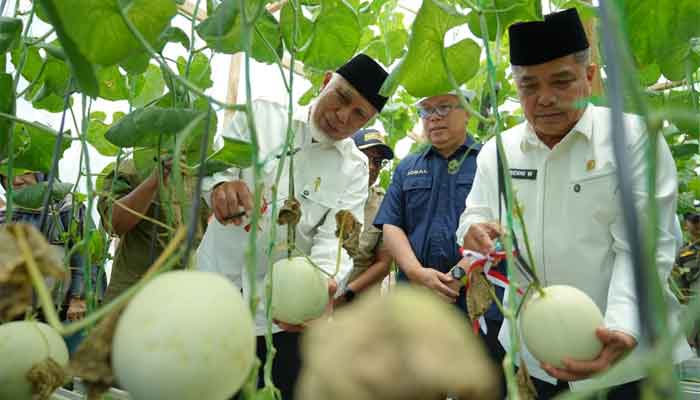 Gubernur Sumbar Dorong Transformasi Pertanian melalui Penerapan Teknologi dan Smart Farming 1 Gubernur Sumbar, Mahyeldi Ansharullah bersama Bupati Agam, Benny Warlis menghadiri panen melon sekaligus meninjau pembangunan dan meresmikan screenhouse cabai modern Kelompok Tani Karya Tani Muaro Batang Gadis, Jorong Surabayo, Nagari Lubuk Basung