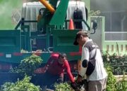 Pemkab Muba Amankan Siswa SMAN 2 Sekayu dari Ancaman Pohon Tua Rawan Tumbang