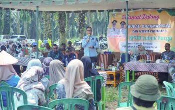 Sekda Dharmasraya Saksikan Tumbang Chipping Program Peremajaan Sawit Rakyat Tahap III di KUD Lubuk Karya