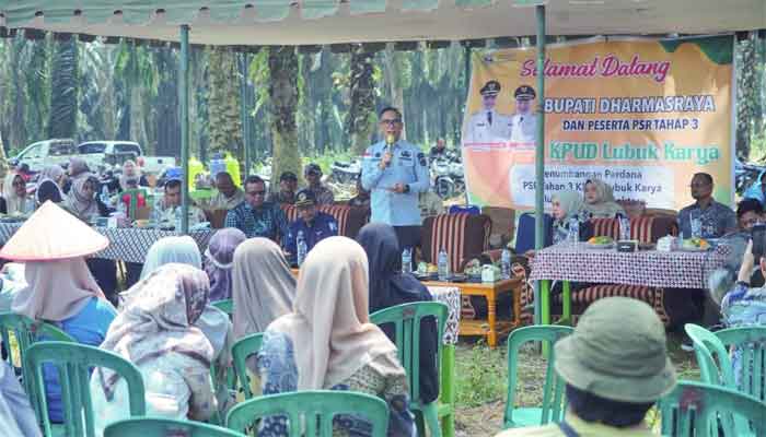 Sekda Dharmasraya Saksikan Tumbang Chipping Program Peremajaan Sawit Rakyat Tahap III di KUD Lubuk Karya 1 Sekda Dharmasraya Saksikan Tumbang Chipping Program Peremajaan Sawit Rakyat Tahap III di KUD Lubuk Karya