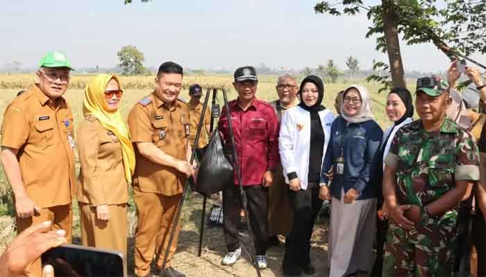 DPRD Kabupaten Malang Dorong Inovasi Pertanian Berkelanjutan melalui Panen Raya Padi Sukma 1 Ketua DPRD Kabupaten Malang, Darmadi saat panen raya Padi Sukma