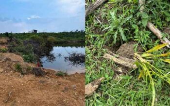 100 Batang Sawit Dicabut, Pagar Batas Kebun Diduga Dirusak, Pelapor Minta Polisi Usut 3 Pagar Batas Diduga Dirusak, Tanaman Dibuang ke Parit