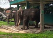 Kadis Pariwisata Bukittinggi ‎Tepis Isu Penelantaran Gajah Zidan di TMSBK