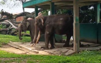 Kadis Pariwisata Bukittinggi Tepis Isu Penelantaran Gajah Zidan di TMSBK 4 Gajah Zidan di kebun binatang Taman Marga Satwa Budaya Kinantan (TMSBK) Kota Bukittinggi