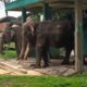 Kadis Pariwisata Bukittinggi ‎Tepis Isu Penelantaran Gajah Zidan di TMSBK