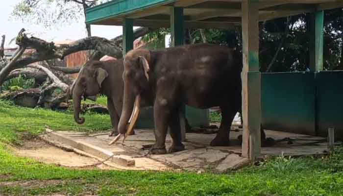 Kadis Pariwisata Bukittinggi Tepis Isu Penelantaran Gajah Zidan di TMSBK 1 Gajah Zidan di kebun binatang Taman Marga Satwa Budaya Kinantan (TMSBK) Kota Bukittinggi