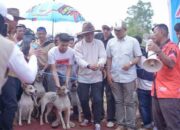 Bupati Solok Buka Alek Buru Babi di Nagari Kuncia