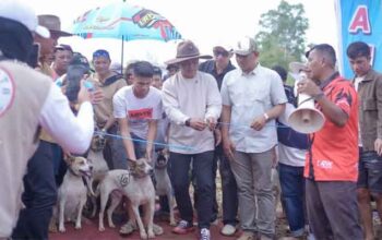 Bupati Solok, Jon Firman Pandu buka Alek Buru Babi di Nagari Kuncia, Kecamatan X Koto Diatas
