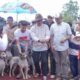 Bupati Solok Buka Alek Buru Babi di Nagari Kuncia