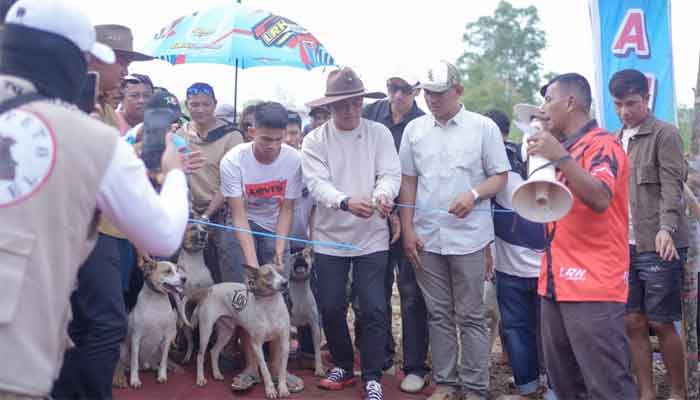 Bupati Solok Buka Alek Buru Babi di Nagari Kuncia