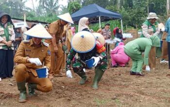 Penanaman Jagung di Desa Batu Tanjung Awali TMMD ke-130 Tahun 2026 di Kota Sawahlunto