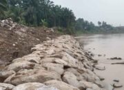 Tanggul Batang Pasaman Mulai Dikerjakan, Warga Pasir Tampang Pasbar Sambut Harapan Baru